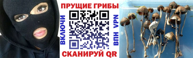 площадка клад  Ковров  Псилоцибиновые грибы GOLDEN TEACHER 